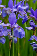 Flag Iris Plant Rhizomes - Blue, Yellow, Reddish Brown - Iris versicolor - Wetlands, Spring Blooms, Clumping Perennial