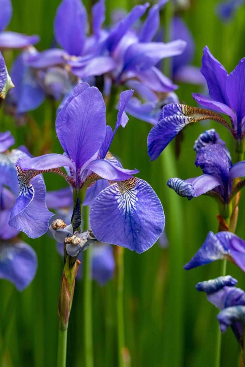 Flag Iris Plant Rhizomes - Blue, Yellow, Reddish Brown - Iris versicolor - Wetlands, Spring Blooms, Clumping Perennial