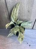 Epipremnum Pinnatum Marble Variegated Plant - 4" Pot, Marble King Pothos, Heart-Shaped Variegated Foliage, Indoor Houseplant
