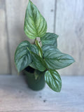 Philodendron Sodiroi in 4" Pot | Rare Silver Heart-Shaped Aroid Indoor Plant