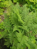 Lady Fern Divisions - Bare Root Fresh Athyrium filix-femina Fern Plants for Shade Gardens & Containers