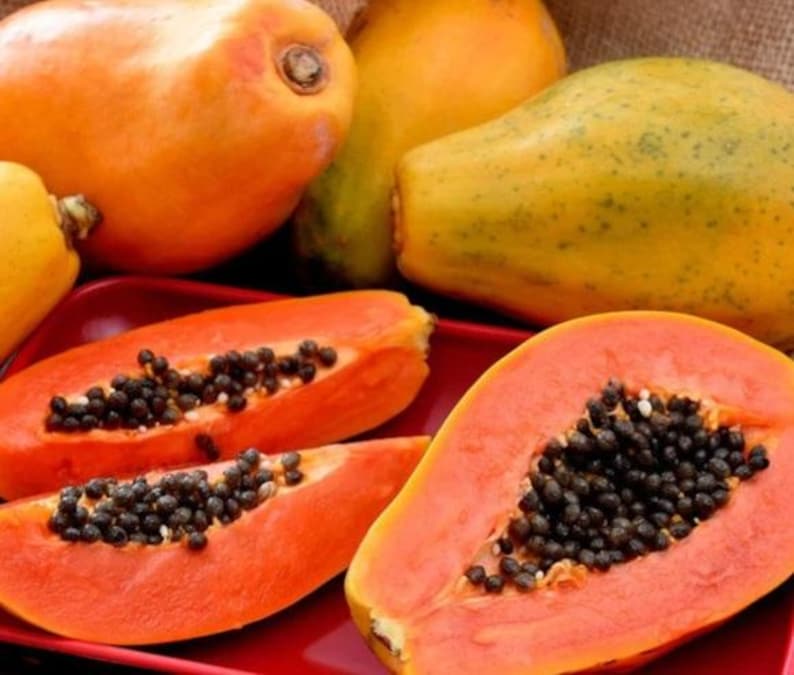 Dwarf Strawberry Papaya Plant in 4" Pot | Carica papaya | Sweet Fruit | Container-Friendly, Fast-Growing, Self-Pollinating
