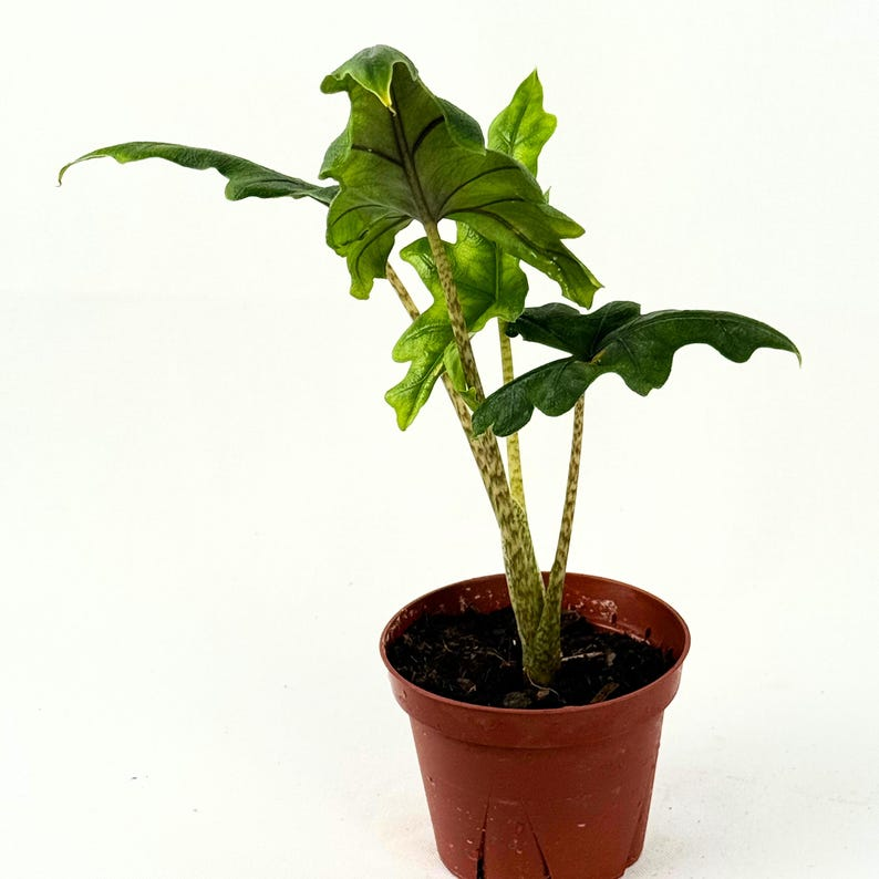 Alocasia Jacklyn Live Plant – 4 Inch Rooted Tropical Houseplant with Deep Lobed Green Foliage and Dark Veining