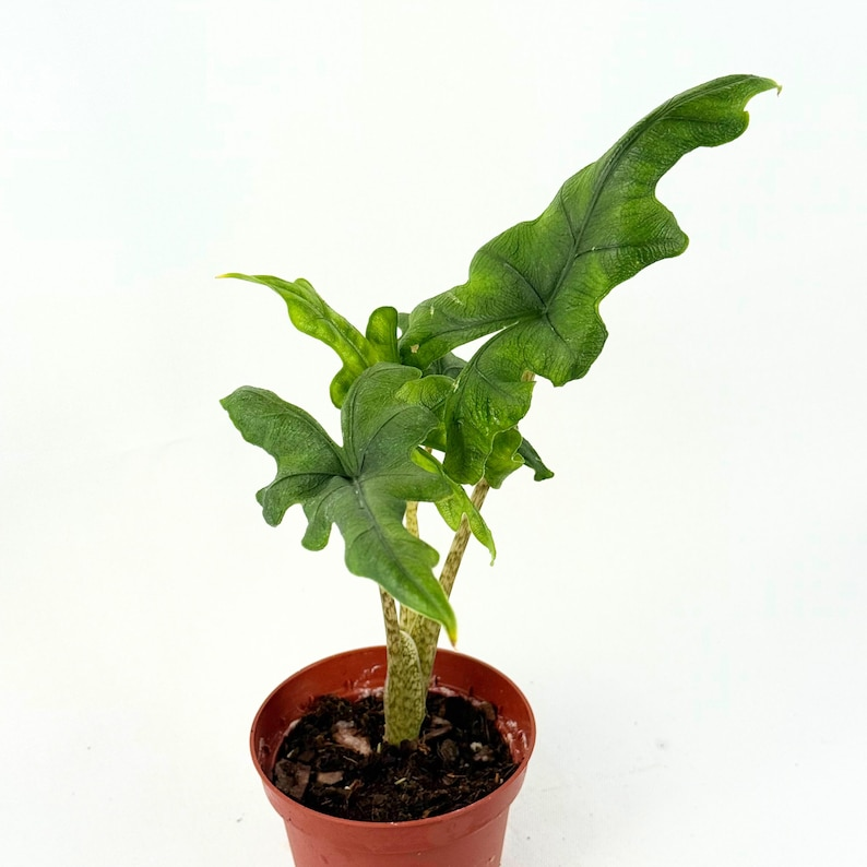 Alocasia Jacklyn Live Plant | 4 Inch Rooted Tropical Houseplant with Deep Lobed Foliage and Dark Veining