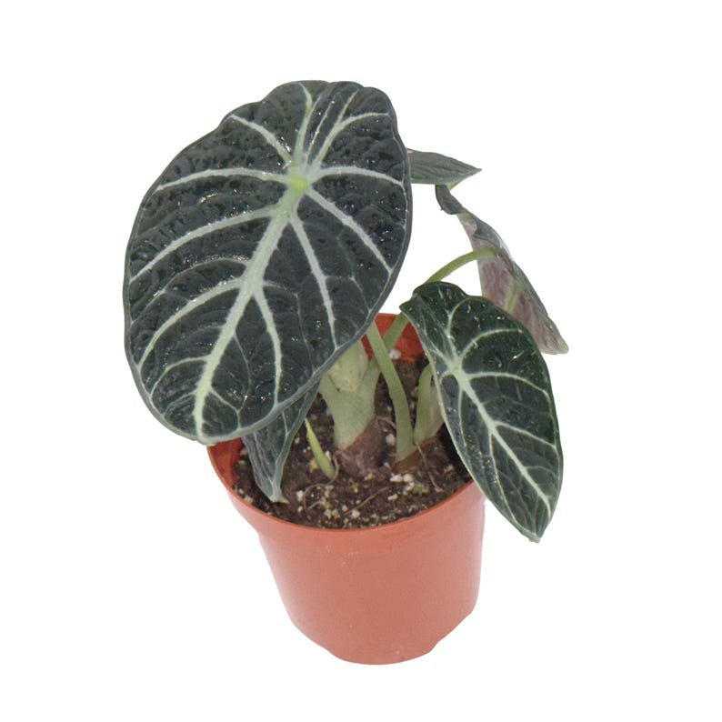 Alocasia Ninja Live Plant, Black Elephant Ear, Tropical Houseplant, Rooted Starter, Indoor Décor, Alocasia cultivar