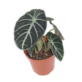 Alocasia Ninja Live Plant, 4-Inch Pot, Black Elephant Ear Tropical Houseplant, Indoor Decor, Rooted, Compact, Dark Foliage