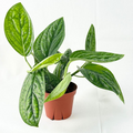 Monstera Peru Live Plant, Starter Houseplant, Deep Green Foliage, Tropical Climbing Vine, Monstera karstenianum