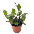 Hoya Krohniana Black Live Plant, 2-Inch Pot, Dark Foliage Indoor Houseplant, Trailing Vine, Rare Collector's Plant