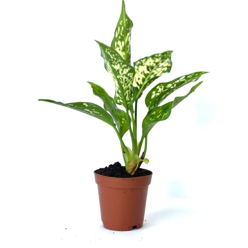 Aglaonema Brevispathum Live Plant – Rare Indoor Houseplant, Easy Care Tropical Foliage, Home Décor, Gift