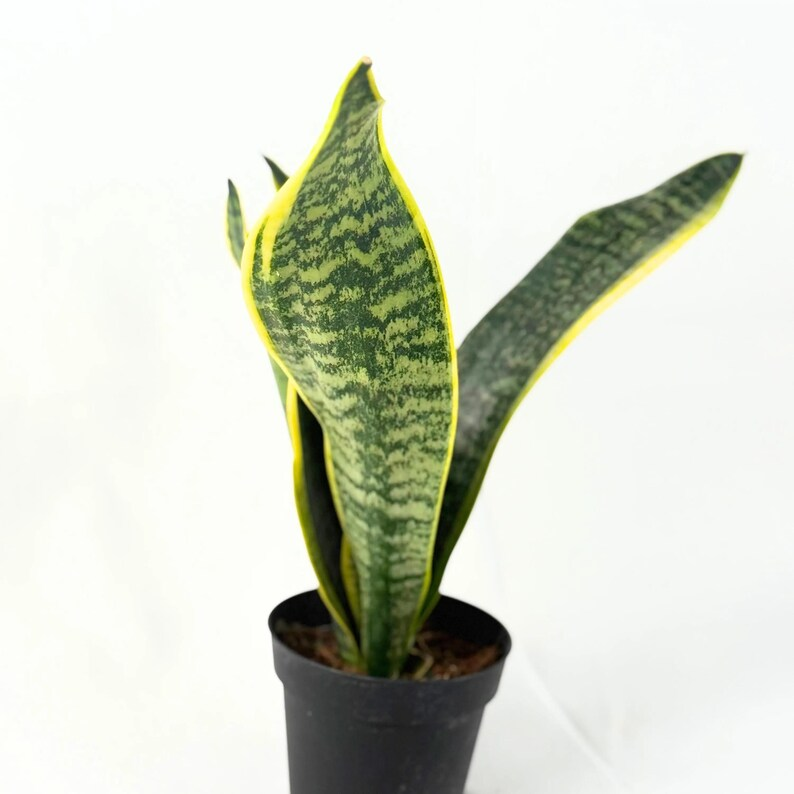 Sansevieria Laurentii Snake Plant Live Indoor Houseplant, Variegated Foliage, Low Maintenance, Dracaena trifasciata 'Laurentii'