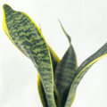 Sansevieria Laurentii Snake Plant Live Indoor Houseplant - Compact, Easy Care, Decorative Foliage, Dracaena trifasciata