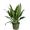 Aglaonema Tigress Indoor Houseplant, Compact Tropical Foliage, Chinese Evergreen, Rooted Cutting