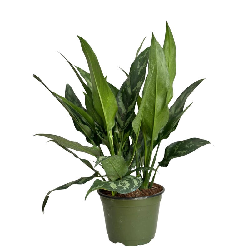 Aglaonema Tigress Indoor Houseplant, Compact Tropical Foliage, Chinese Evergreen, Rooted Cutting