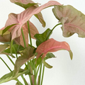 Syngonium Pink Perfection Live Plant - Rare Pink Arrowhead Tropical Indoor Houseplant, Starter Plant, Gift
