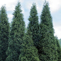 Green Giant Arborvitae Plant 4" Container Thuja Green Giant Evergreen for Hedges, Privacy Screen, Full Sun to Partial Shade