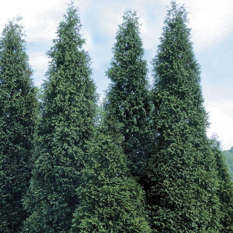 Green Giant Arborvitae Plant 4" Container Thuja Green Giant Evergreen for Hedges, Privacy Screen, Full Sun to Partial Shade
