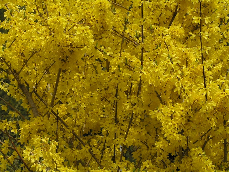 Forsythia Shrubs 4-Inch Container, Bright Yellow Flowers, Forsythia x intermedia 'Lynwood' - 2 Pack