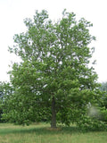 American Plane Tree Bareroot Trees 4" Container Platanus occidentalis for Landscaping & Shade, 2 Pack