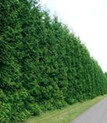 Emerald Green Arborvitae Plants 2 Pack | Thuja Occidentalis 'Emerald' | Evergreen Shrubs for Privacy & Landscaping