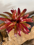 Live Bareroot Bromeliad Neoregelia ‘Gazpacho’ – Colorful Tropical Houseplant, Exotic Rosette, Indoor or Outdoor Plant