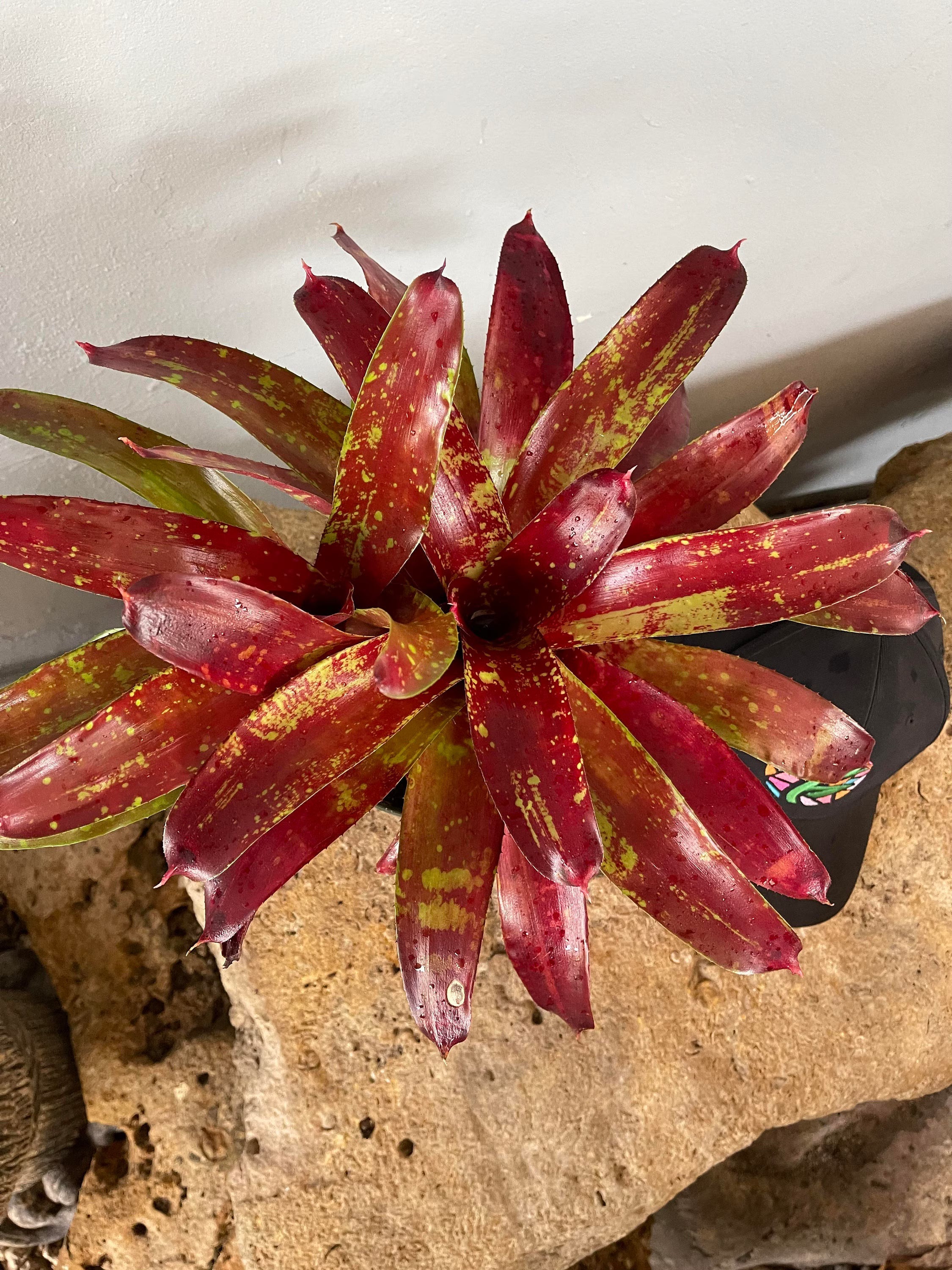 Live Bareroot Bromeliad Neoregelia ‘Gazpacho’ – Colorful Tropical Houseplant, Exotic Rosette, Indoor or Outdoor Plant