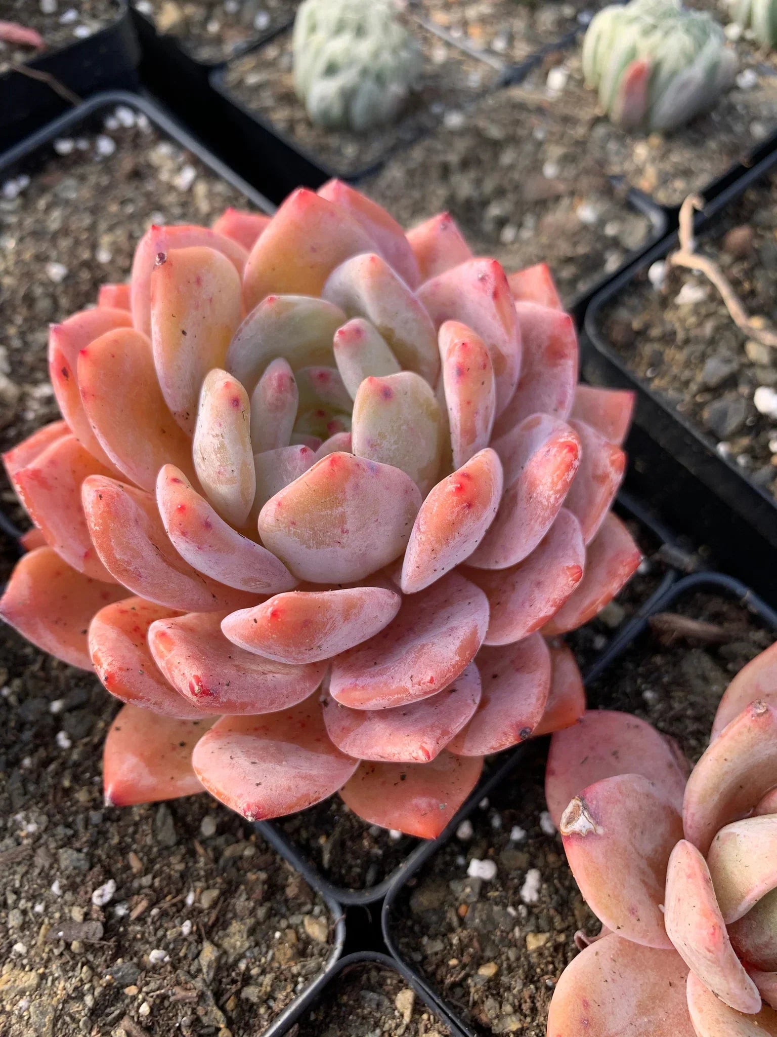 Echeveria Orange Monroe – Rare 2” Live Bare Root Succulent Plant | Easy Care Indoor Outdoor