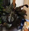 Philodendron Black Cardinal Live Plant 3-5 Inches Tall Rare Dark Foliage Houseplant Erubescens