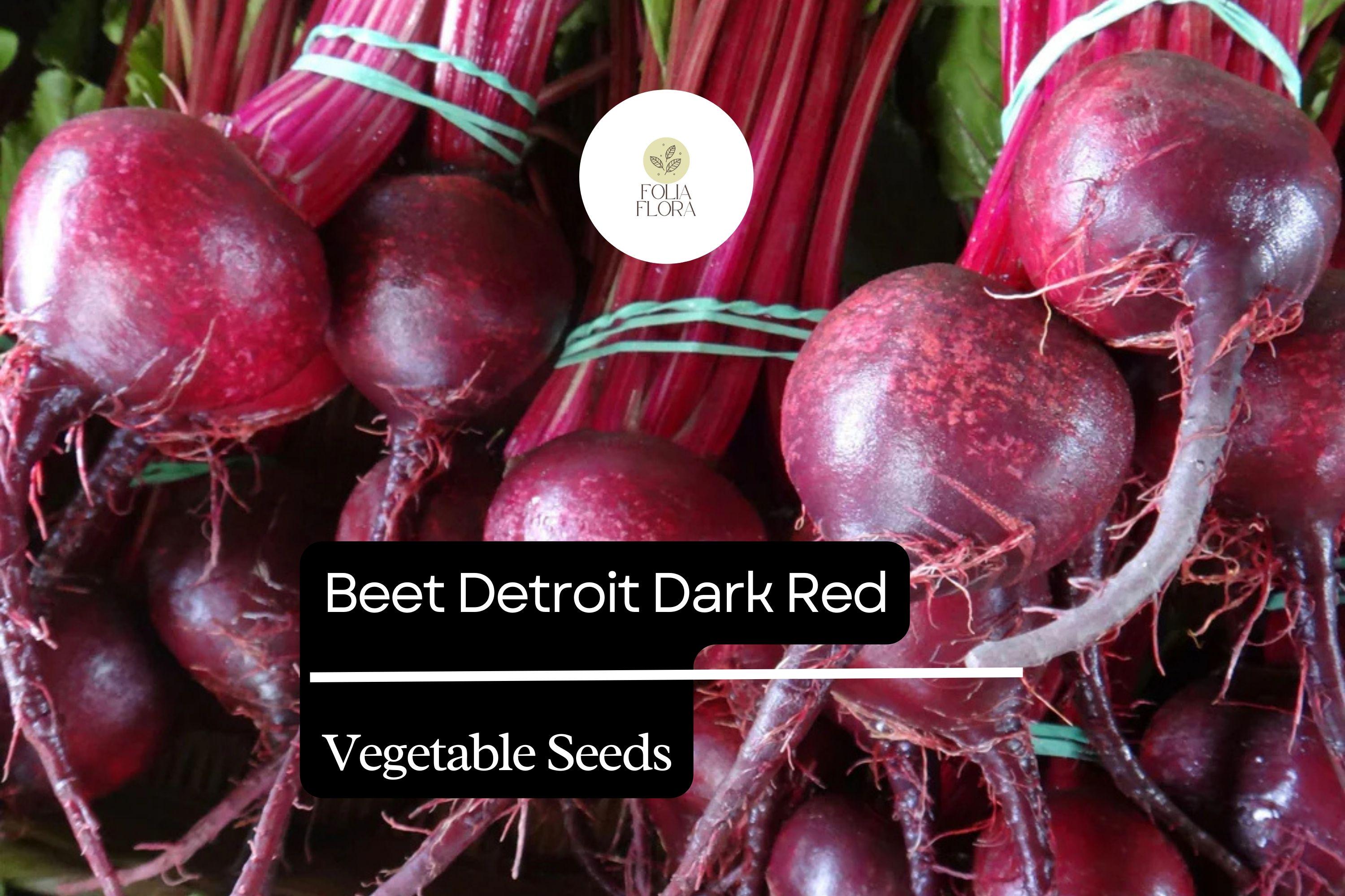 Detroit Dark Red Beet Seeds 1g Heirloom Beta vulgaris for Roasting, Pickling, and Juicing
