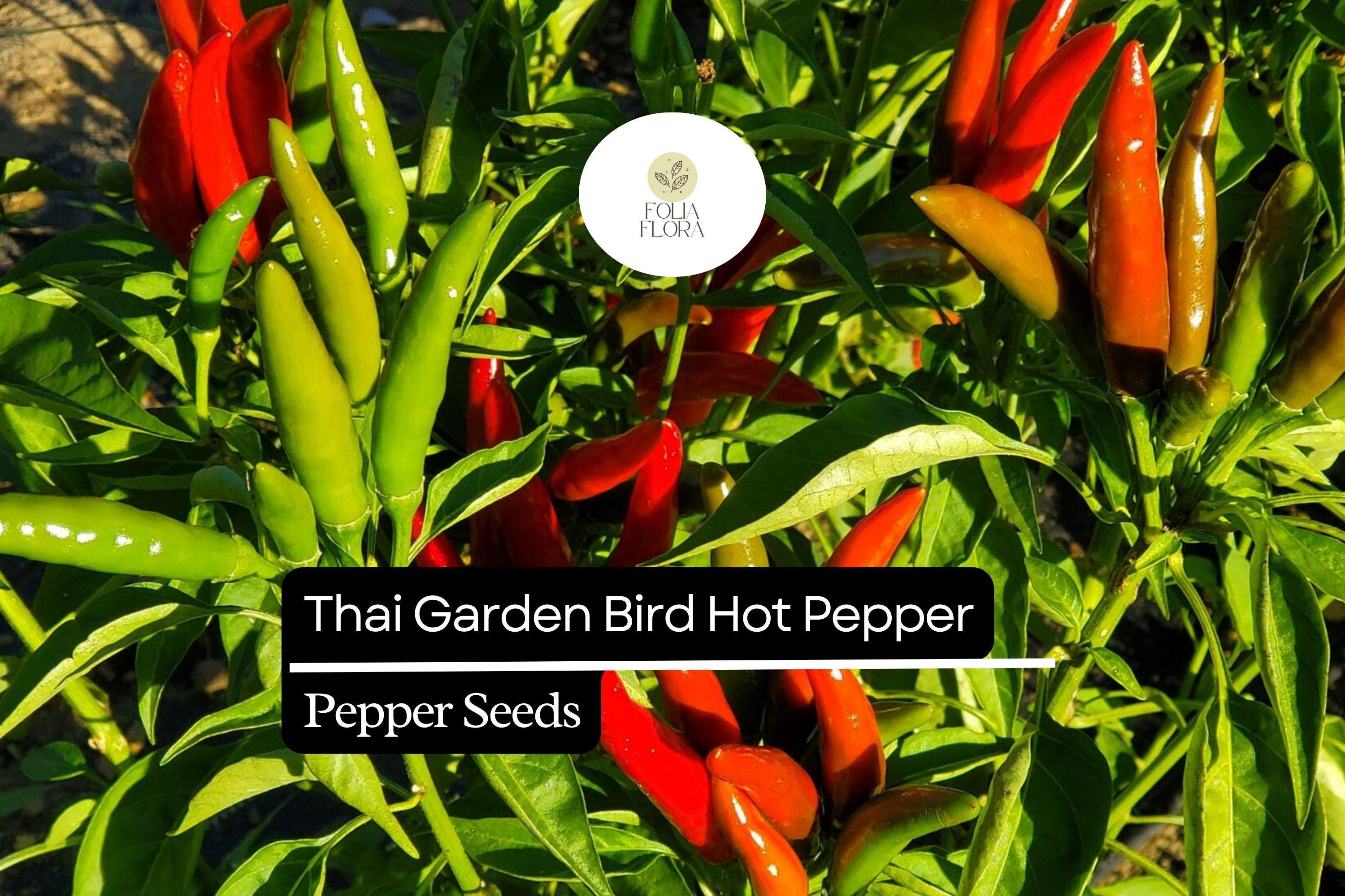 Thai Garden Bird Hot Pepper Seeds | Very Hot Non-GMO Chili Seeds for Thai Cuisine & Spicy Dishes | Capsicum annuum