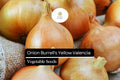 Burrell's Yellow Valencia Onion Seeds | Non-GMO Sweet Globe Allium cepa 250mg for Gardening & Cooking