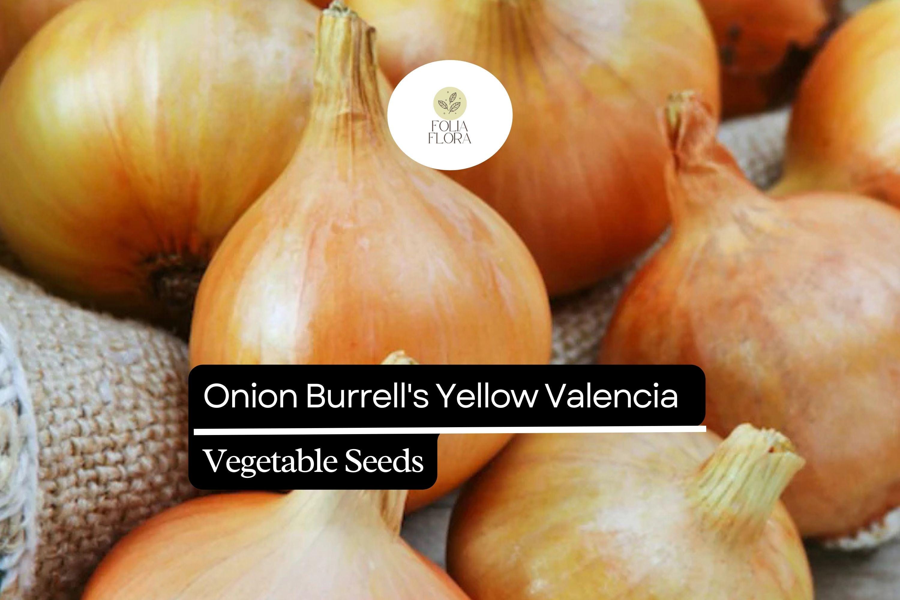 Burrell's Yellow Valencia Onion Seeds | Non-GMO Sweet Globe Allium cepa 250mg for Gardening & Cooking