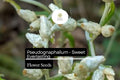 Dried Flower Pack - Sweet Everlasting (Pseudognaphalium spp.) - Fragrant, Long-Lasting Creamy White Blooms for Arrangements