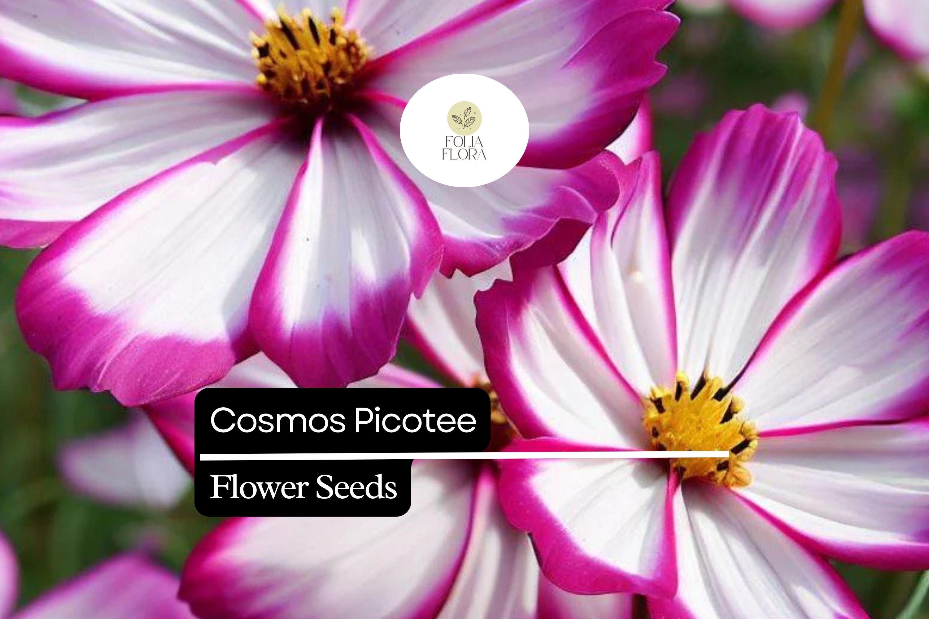 Cosmos Picotee Seeds 1g – Bicolor White Pink Crimson Edges, Pollinator-Friendly Wildflower, Annual for Gardens & Meadows