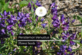 Penstemon venustus Seeds, Lavender Wildflower, Pollinator-Friendly Perennial, Drought-Tolerant, Native to Western US