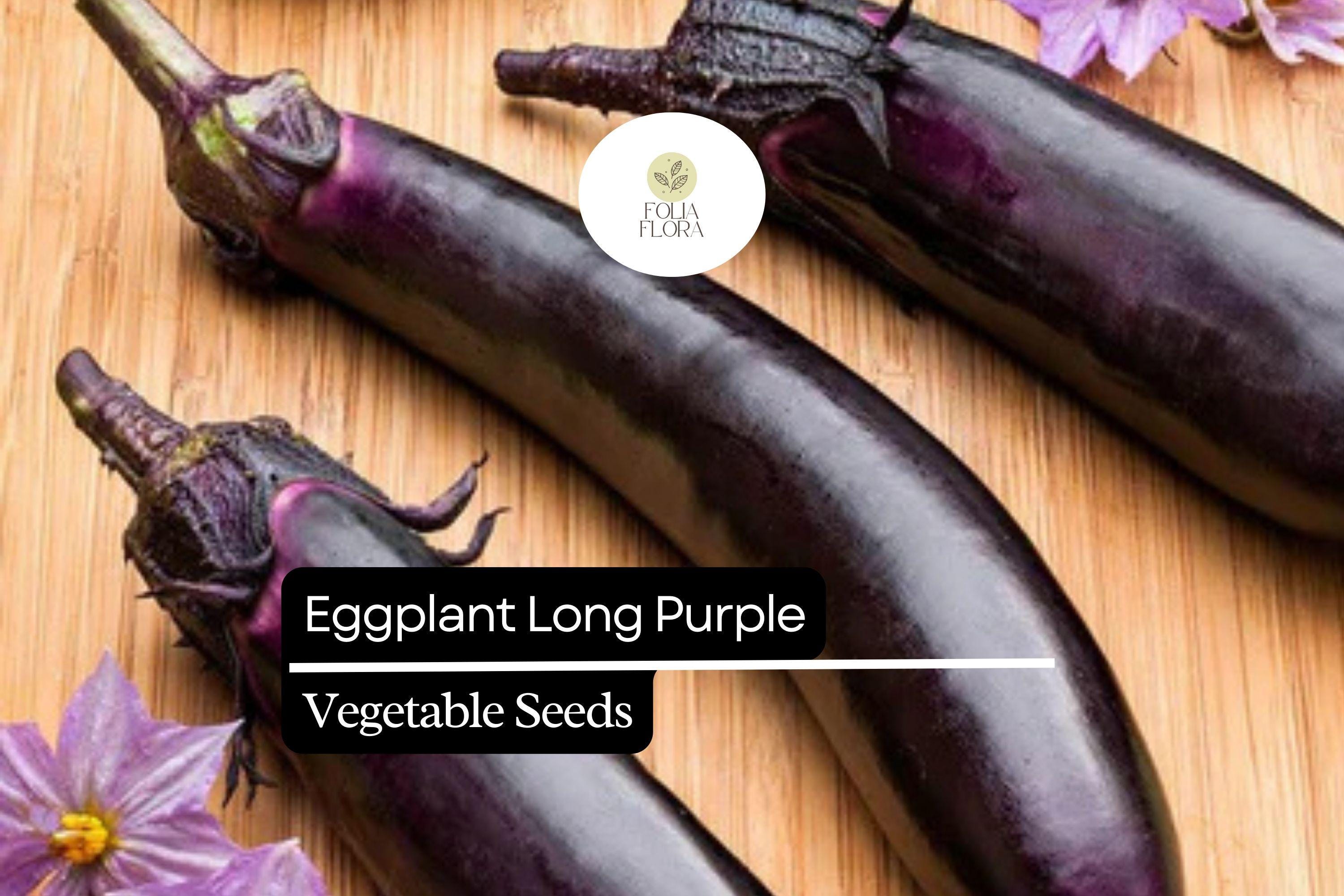 Eggplant Long Purple Seeds – Heirloom Solanum melongena, 8-10 Inch Fruits, Mild Flavor, High Yield, Full Sun, USDA Zones 4-9