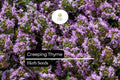 Creeping Thyme Ground Cover, Thymus serpyllum, Fragrant Pink Purple Flowers, Pollinator-Friendly Herb