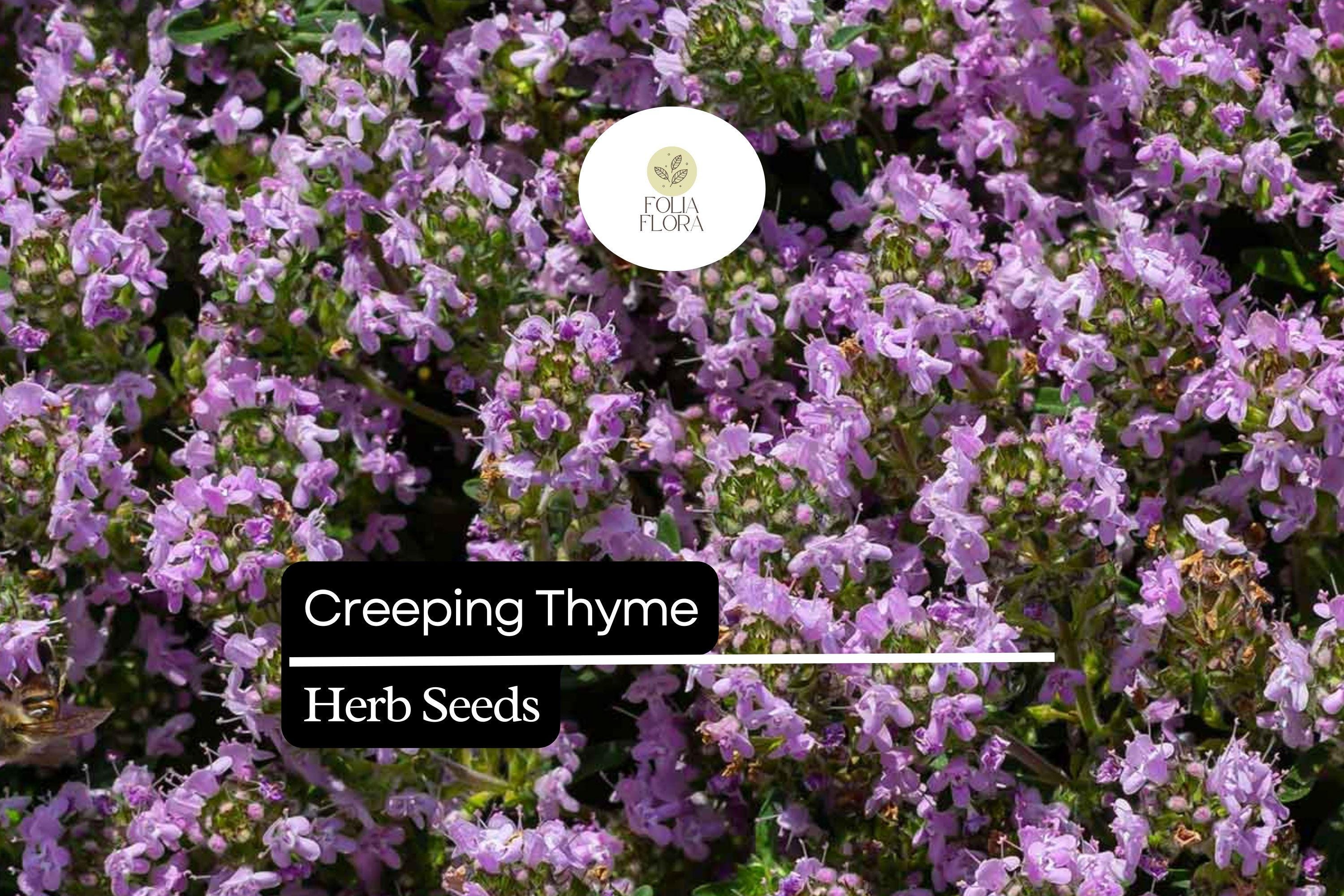 Creeping Thyme Ground Cover, Thymus serpyllum, Fragrant Pink Purple Flowers, Pollinator-Friendly Herb