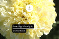 Marigold Seeds | Tagetes erecta | Pale Yellow Blooms | Pollinator-Friendly, Drought-Tolerant Annual