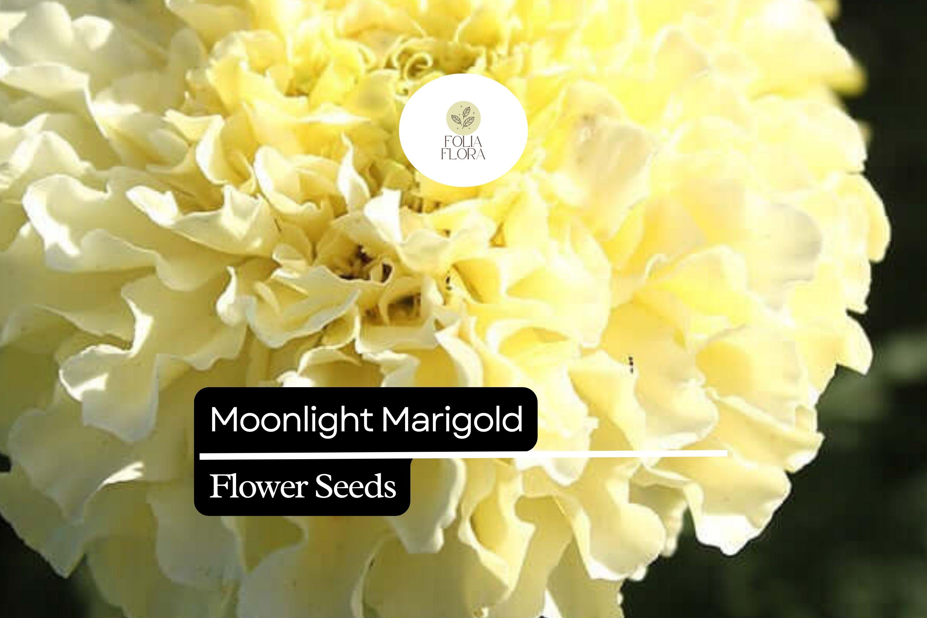 Marigold Seeds | Tagetes erecta | Pale Yellow Blooms | Pollinator-Friendly, Drought-Tolerant Annual