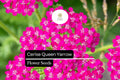 Cerise Queen Yarrow Seeds - Achillea Millefolium - Vibrant Pink Blooms for Pollinator Gardens & Drought Tolerance