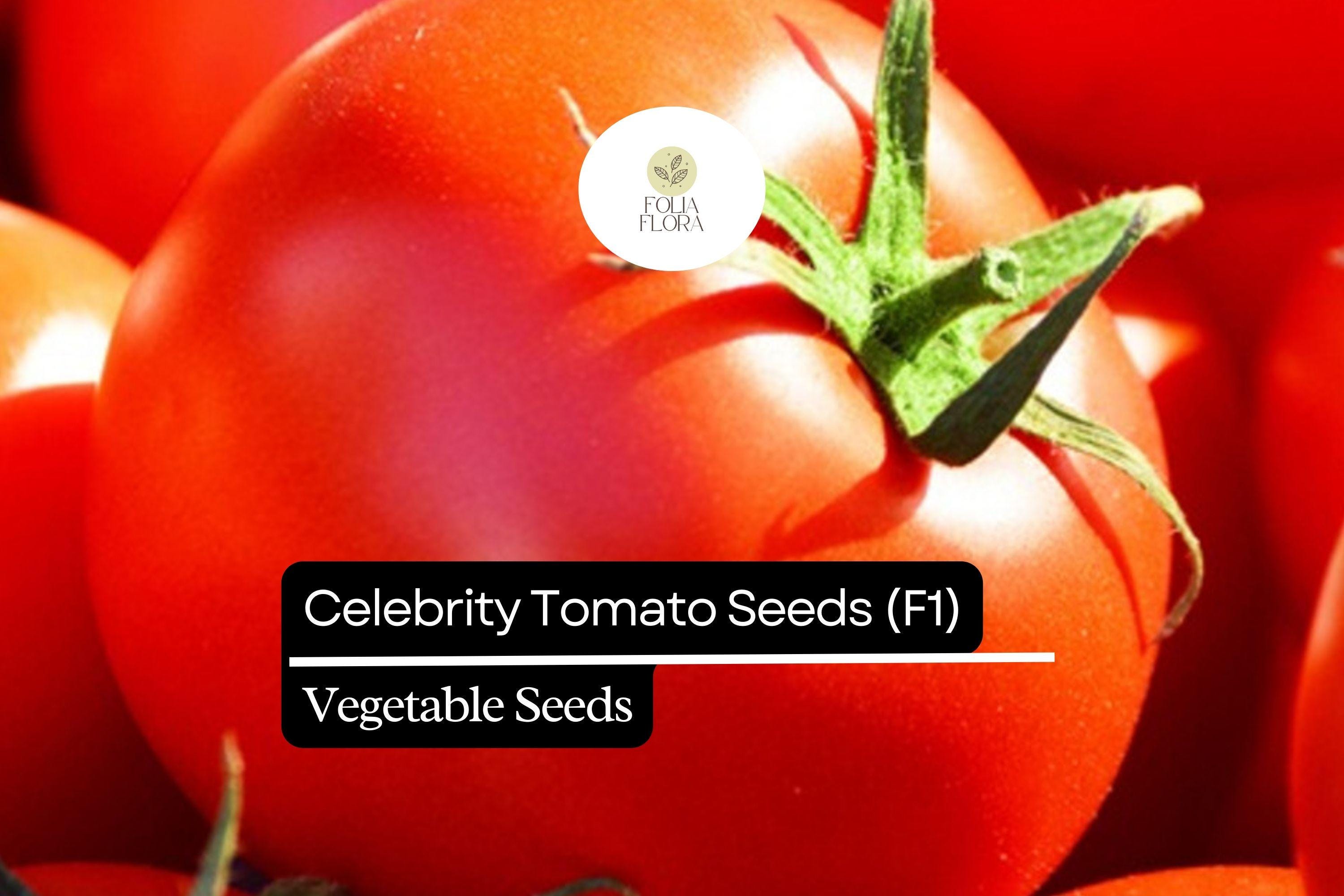 10 Seeds Celebrity Tomato F1 Hybrid, Solanum Lycopersicum, High-Yield Disease-Resistant Tomato for Slicing & Salads
