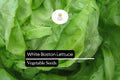 White Boston Lettuce Seeds – Butterhead Variety, Tender, Mild-Flavored, 500 Pack Lactuca sativa for Fresh Salads & Gourmet Dishes