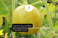 50 Seeds Lemon Cucumber Pack, Small Yellow Cucumbers, Crisp, Mildly Sweet, Cucumis sativus, Perfect for Salads & Pickles