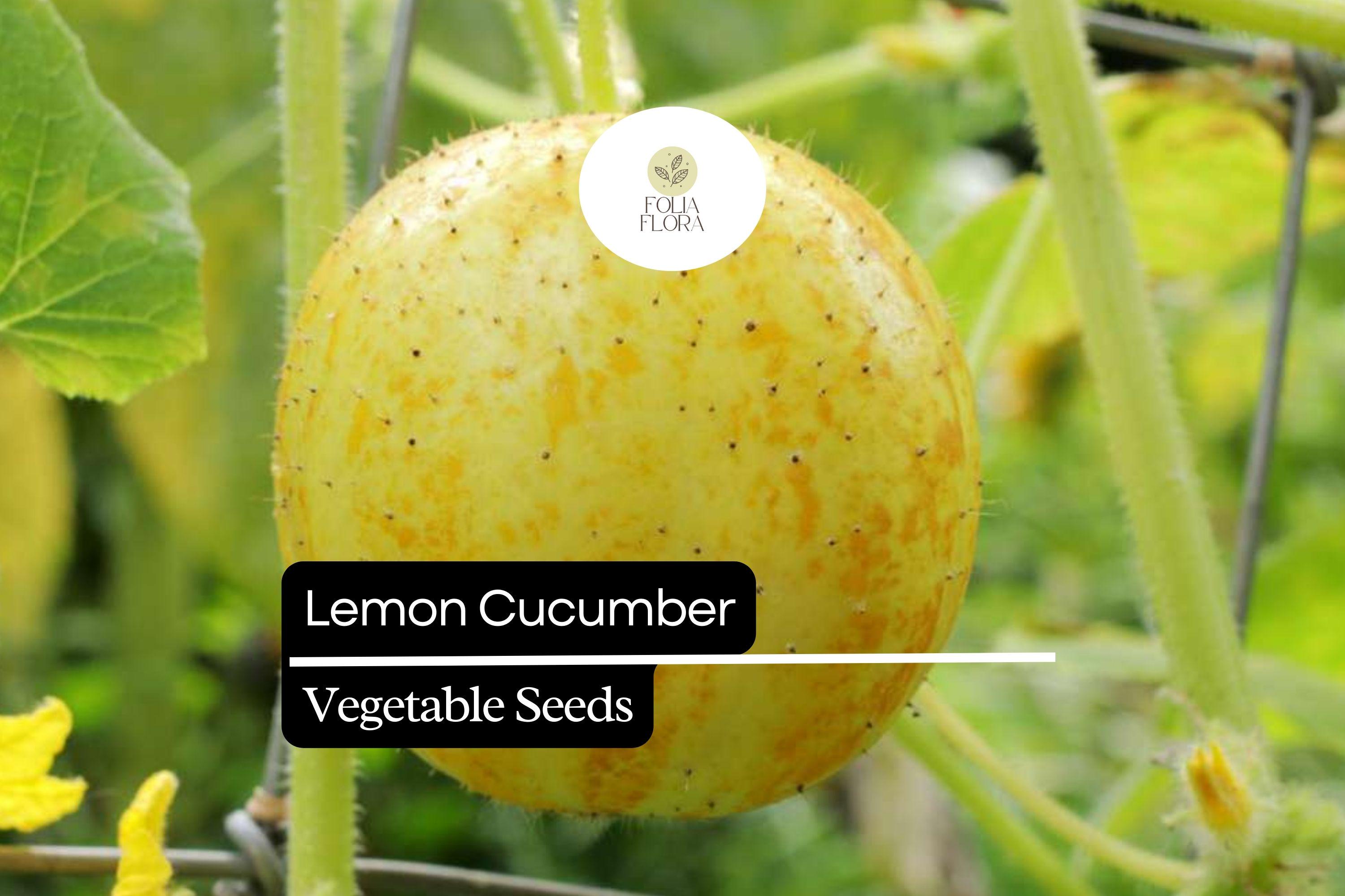 50 Seeds Lemon Cucumber Pack, Small Yellow Cucumbers, Crisp, Mildly Sweet, Cucumis sativus, Perfect for Salads & Pickles