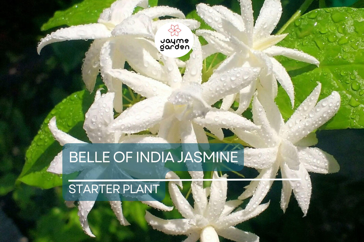 Belle of India Jasmine Starter Plant | Jasminum Sambac Double | Fragrant White Blooms | Indoor & Outdoor Plant | Zones 8-11