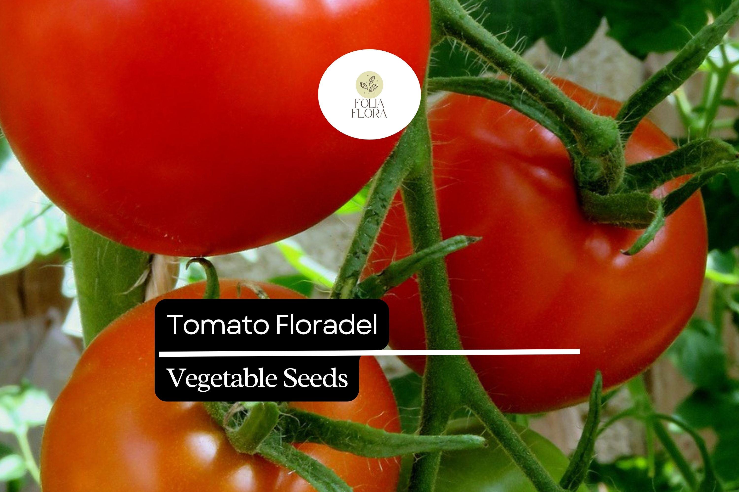 Floradel Tomato Seeds - Heirloom, Large Round Fruits, Non-GMO, Disease-Resistant, Indeterminate, Solanum lycopersicum