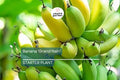 Banana 'Gran Nain' Musa Starter Plant | Organic, High-Yield, Chiquita Variety | Indoor & Outdoor Gardening