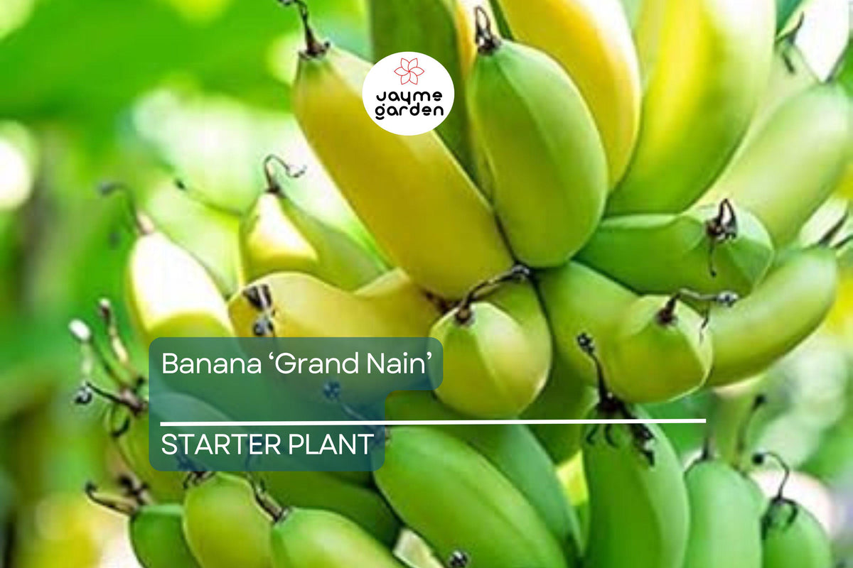 Banana 'Gran Nain' Musa Starter Plant | Organic, High-Yield, Chiquita Variety | Indoor & Outdoor Gardening