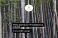 Unrooted Moso Bamboo Cutting | Phyllostachys edulis | Fast-Growing Privacy Screen & Ornamental Plant