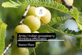 Live Amla Tree Starter Plant – Emblica officinalis Indian Gooseberry 12-24 Inches, Fruit-Bearing, Medicinal, Tropical Garden Plant